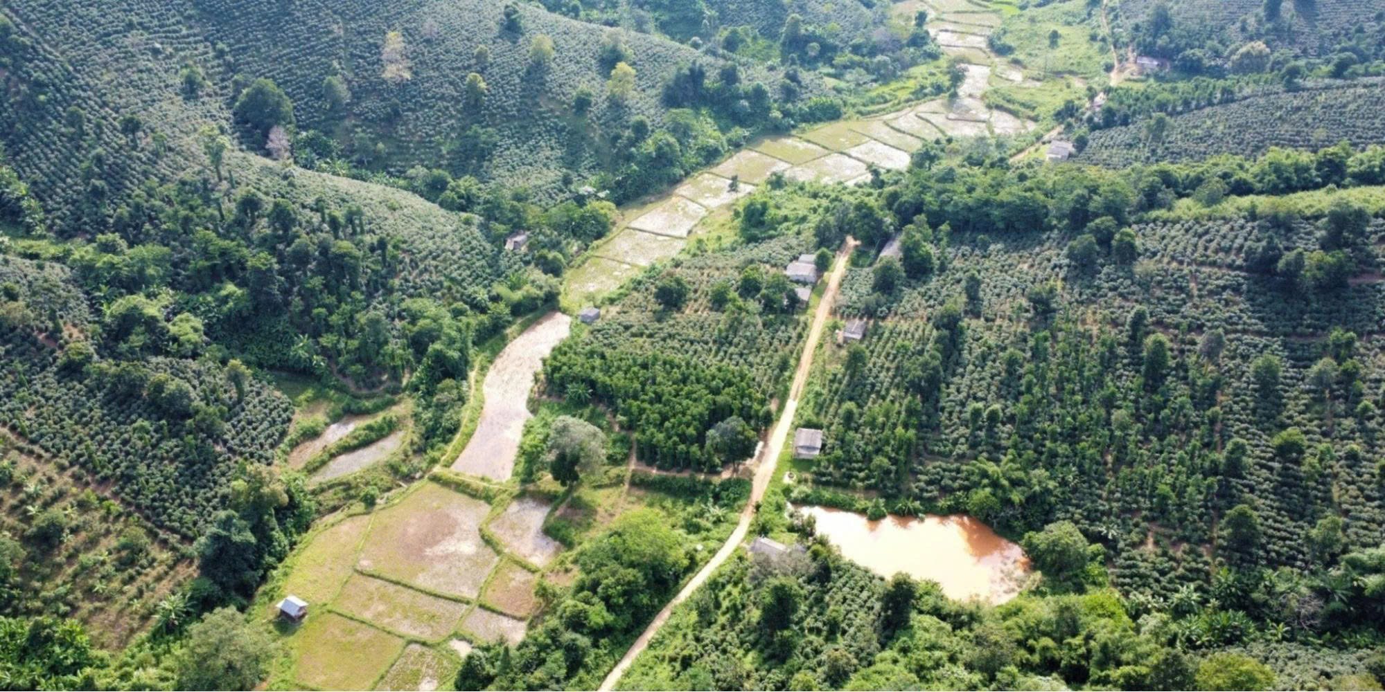 Khe Sanh – Quảng Trị: Vùng trồng Arabica đầy tiềm năng