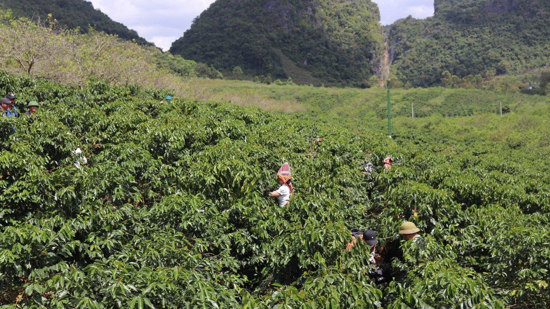 Sơn La – Tây Bắc: Arabica vùng núi cao