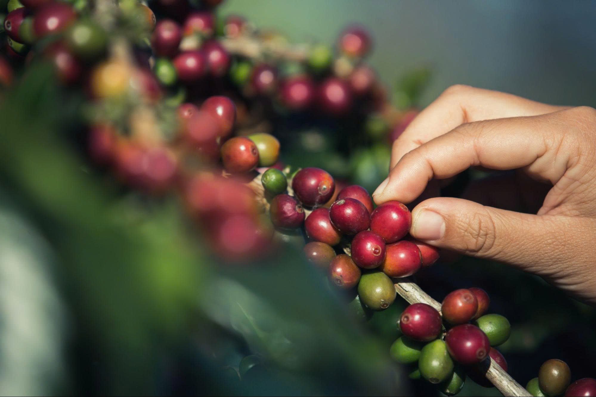 Lý do nên quan tâm đến vùng trồng khi chọn cà phê Arabica