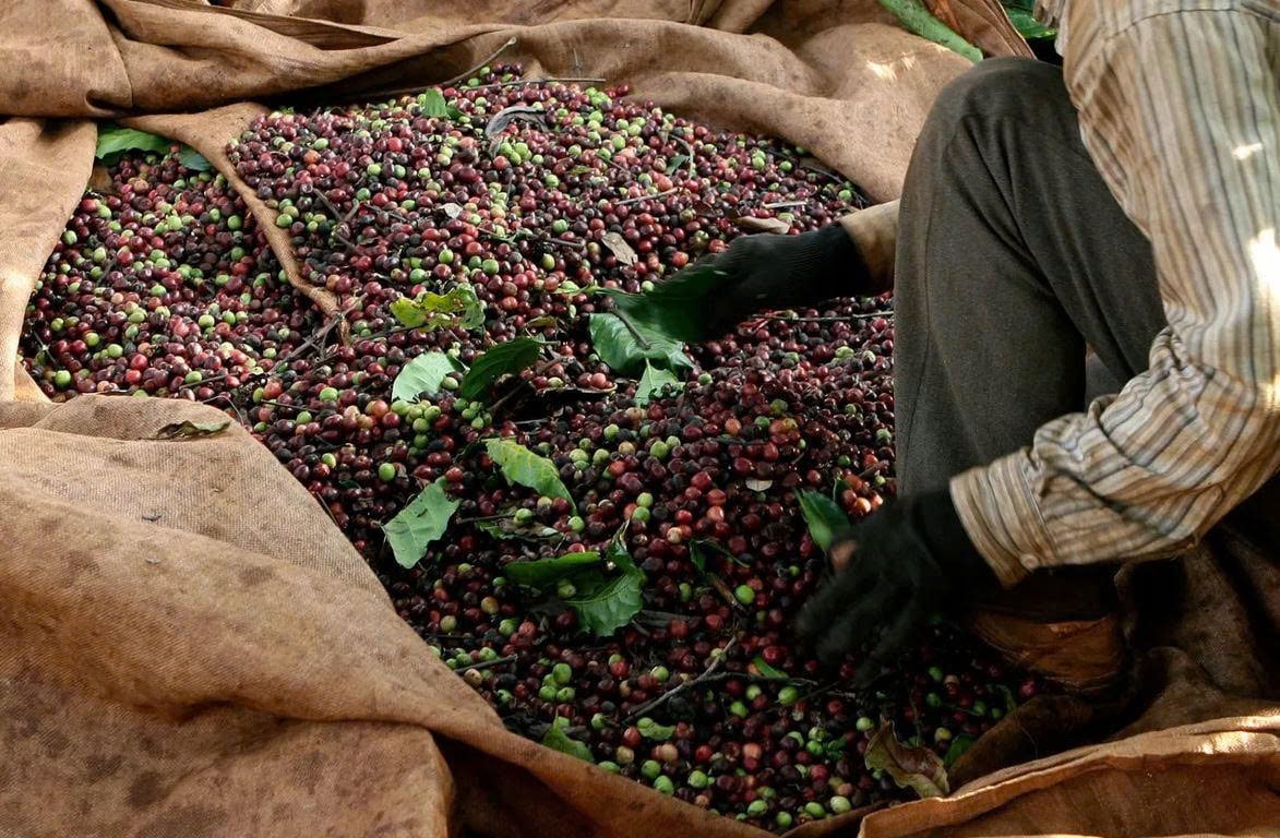 Đà Bắc – Hòa Bình: Arabica mới nổi tại miền Bắc