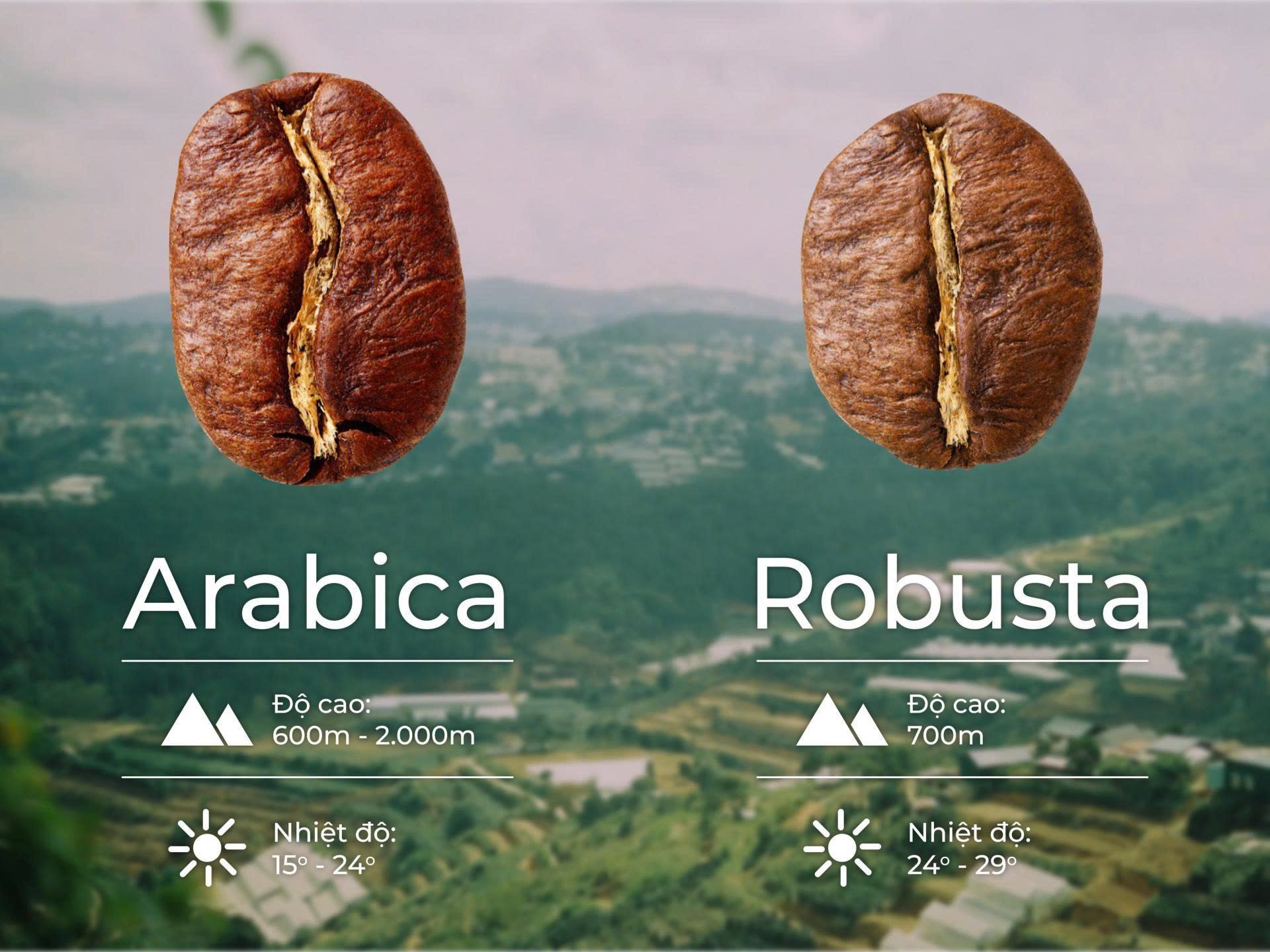 Cầu Đất – Lâm Đồng: “Thủ phủ” Arabica Việt Nam