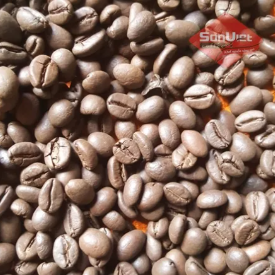 robusta