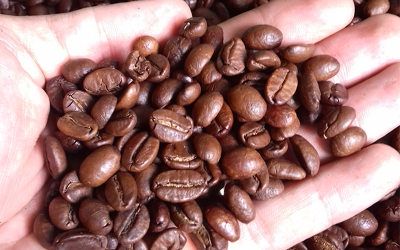 sỉ cà phê hạt robusta