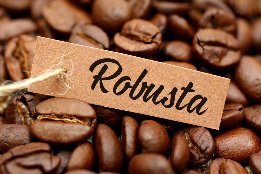 cà phê robusta