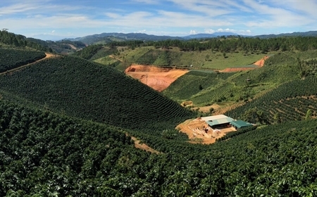 Ảnh Hưởng Của Vùng Trồng Đến Chất Lượng Cà Phê Nhân Xanh