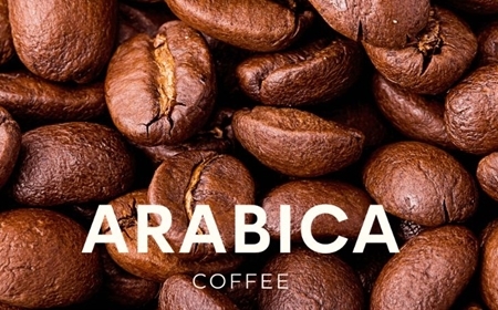 Bảng giá cà phê hạt rang mộc theo loại Arabica, Robusta tại Việt Nam