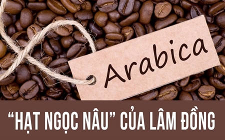 Cà Phê Arabica – Hương Vị Tinh Tế Dành Cho Người Yêu Cà Phê