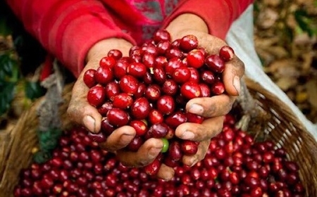 Cà phê Brazil sẽ chuyển hướng sang thị trường nào khi Mỹ áp thuế 50%?