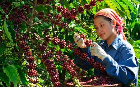 Cà phê giá sỉ tại Bảo Lộc – Lợi thế từ vùng nguyên liệu cà phê chất lượng cao