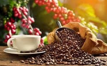 Cà Phê Nguyên Chất Lâm Đồng: Cách Nhận Biết & Chọn Mua Chuẩn