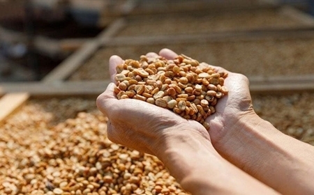 Cà Phê Robusta Honey Là Gì? Vì Sao Cà Phê Robusta Honey Ngày Càng Được Ưa Chuộng?