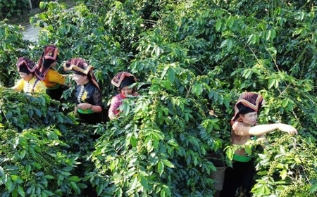 Các Vùng Trồng Cà Phê Arabica Nổi Tiếng Ở Việt Nam