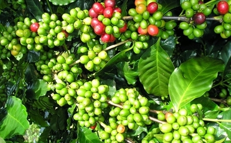 Giá cà phê tại Mỹ tăng vọt vì sắc thuế đối với hàng Brazil