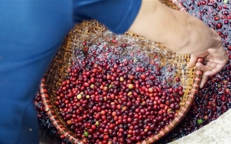Quá trình hình thành và thu hoạch: Bí quyết tạo nên hạt cà phê chất lượng cao